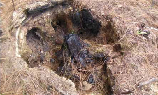 Photo B10.4 A stump hole which presents an obvious injury risk to firefighters – both as a trip hazard and due to the potential for the hole to be full of hot embers. Stump holes can be very difficult to see when full of ash and debris.