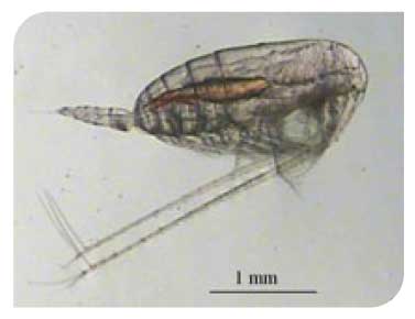 Zooplankton - Calanus finmarchicus