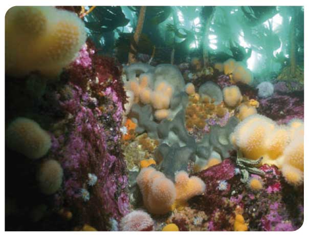 Kelp forest understorey of encrusting red algae, sponges, soft corals, etc.