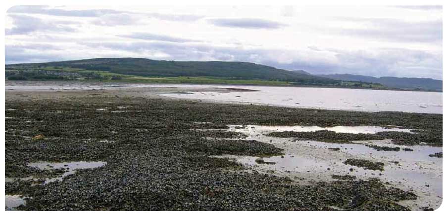 Intertidal blue mussel bed in the Dornoch Firth