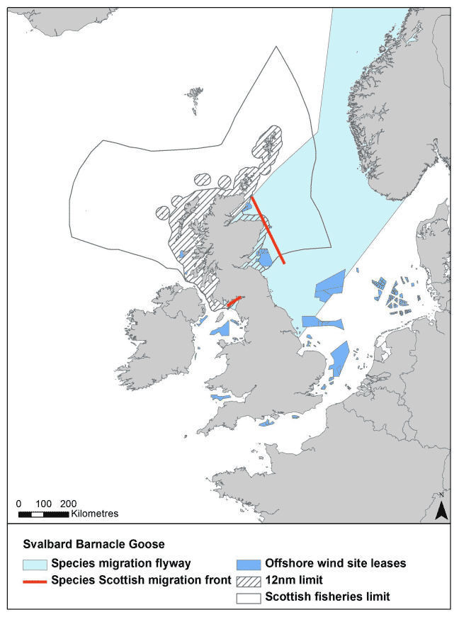 Figure 11: Migration flyway of Svalbard barnacle goose passing Scottish waters