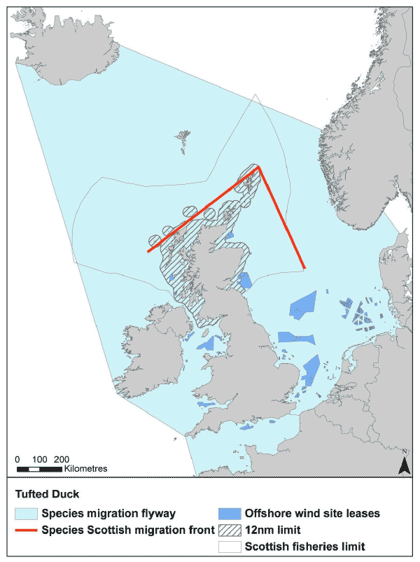 Figure 18: Migration flyway of tufted duck passing Scottish waters