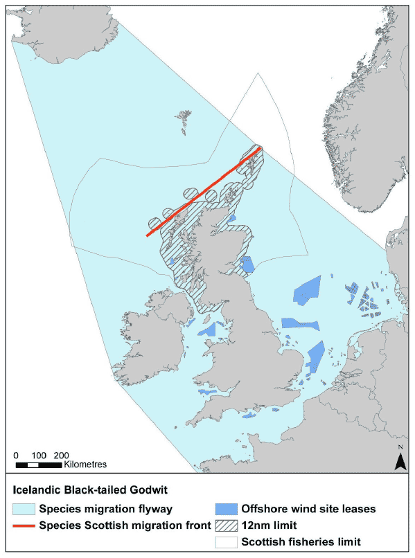 Figure 38: Migration flyway of Icelandic black-tailed godwit passing Scottish waters