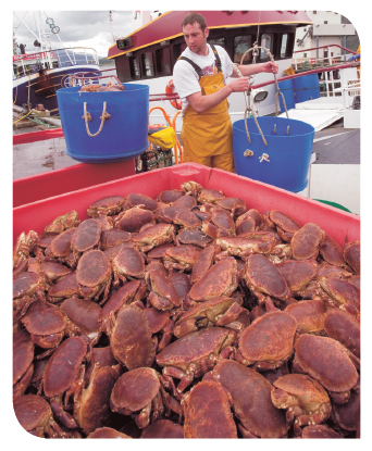 Landings (tonnes) of Brown Crab into Scotland